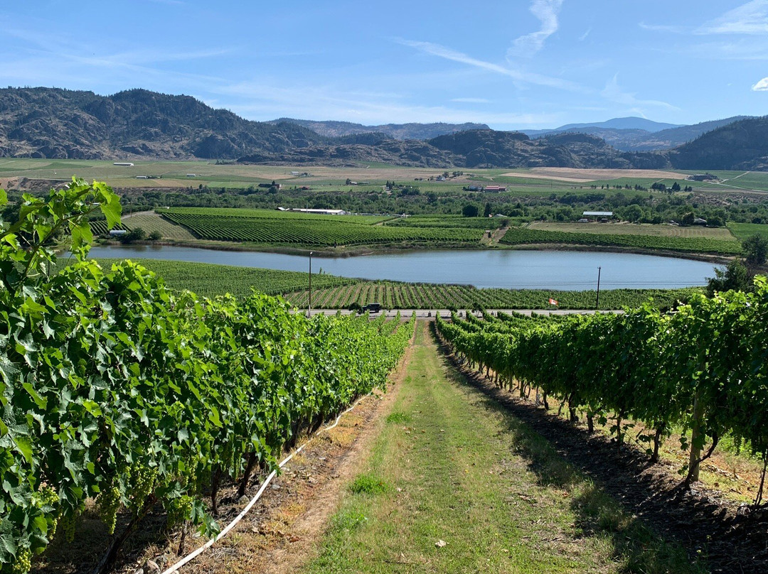 Castoro De Oro Estate Winery-Oliver必去景点