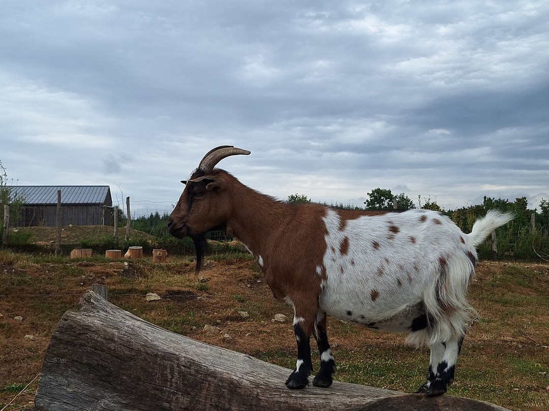Parc Animalier d'Ecouves-Le Bouillon必去景点