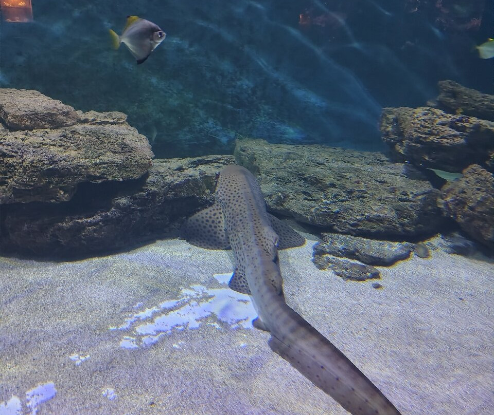 Aquarium de Vendée-Talmont Saint Hilaire必去景点