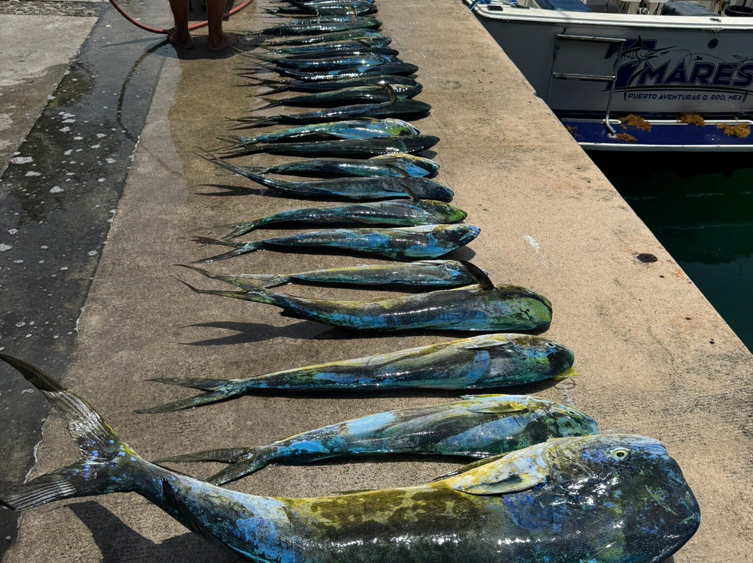 Wasabi Loco Sportfishing Adventures-阿范特拉斯港必去景点