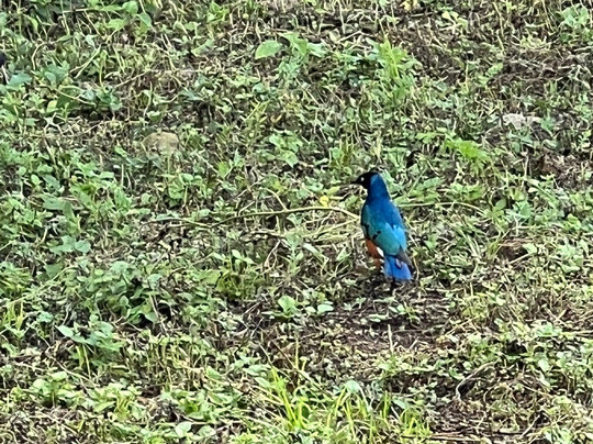 Raha Wildlife Resort-Usa River必去景点