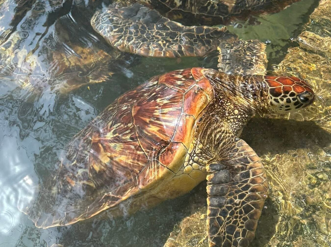 Zanzibar Alibaba Tours-桑给巴尔岛必去景点