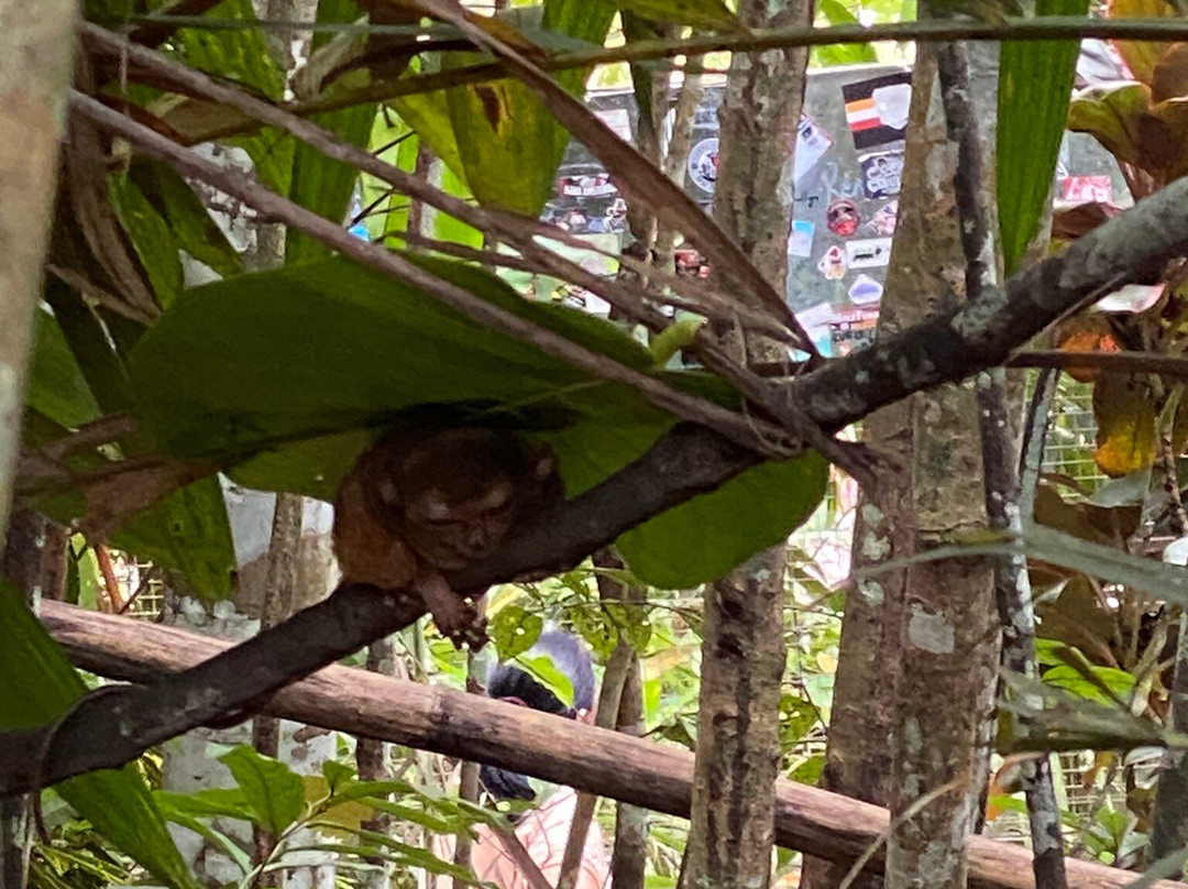 眼镜猴保护区-Bilar必去景点