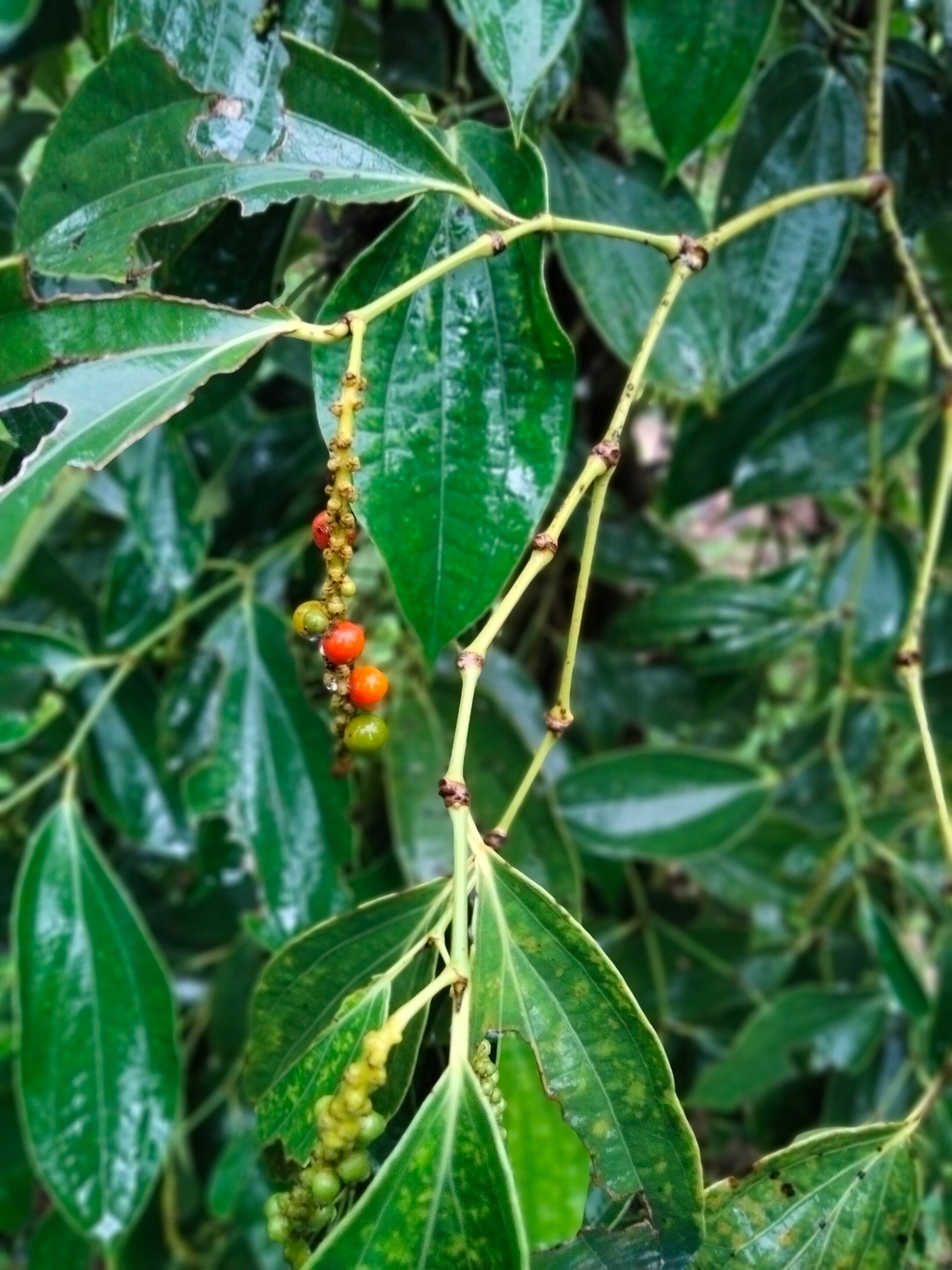 Les Manguiers-浴室