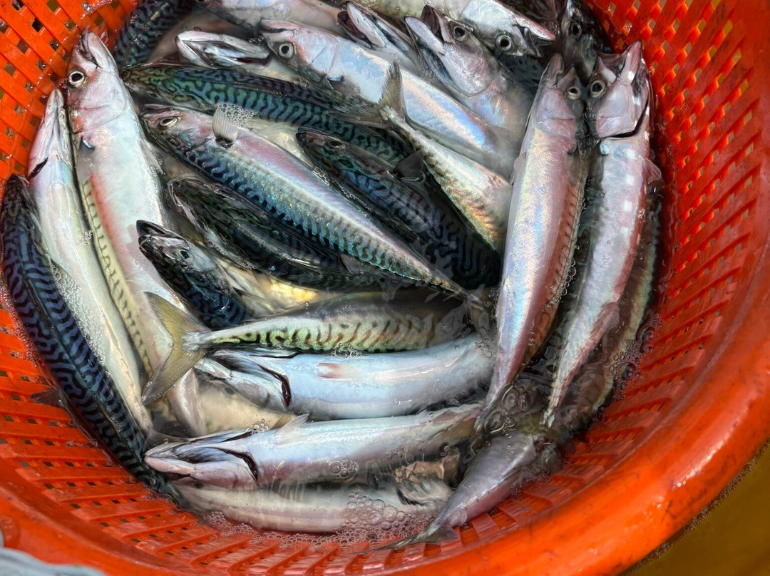 Cachalot Charters-本布里奇必去景点