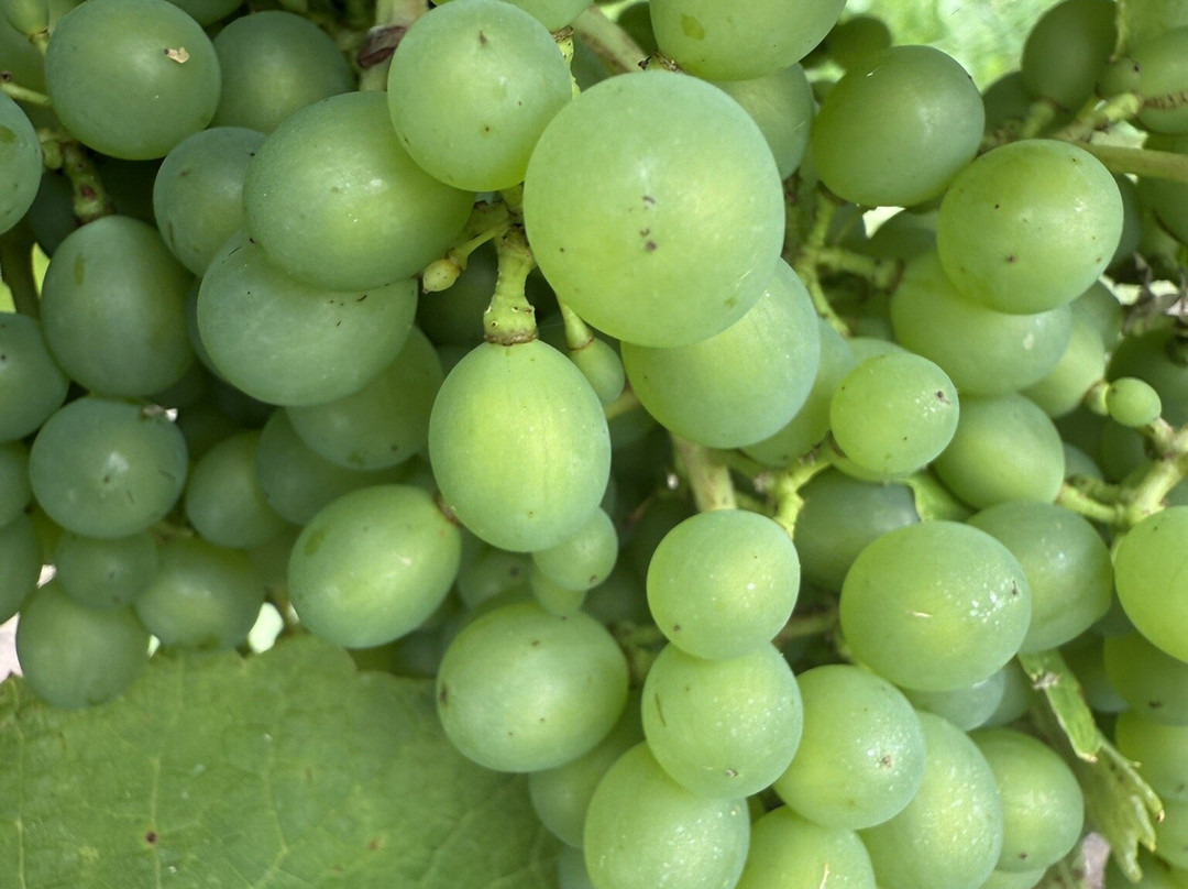 Laurel Vines Vineyard And Winery-Driffield必去景点