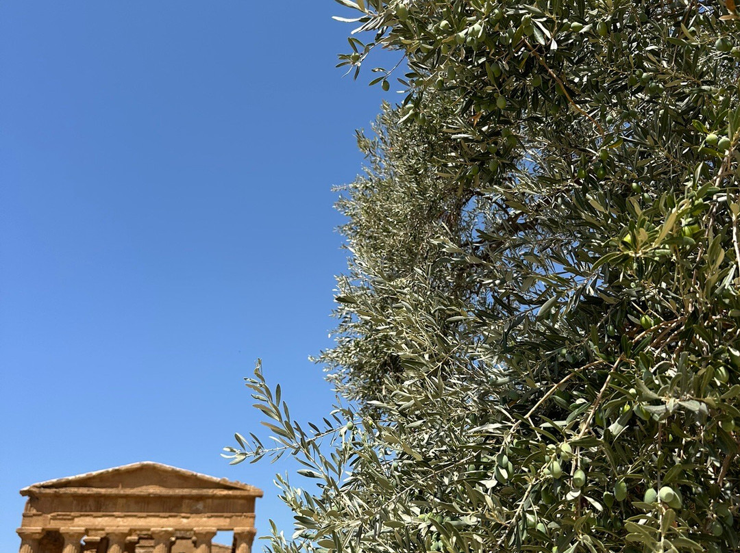 Guide Turistiche Agrigento-阿格里真托必去景点