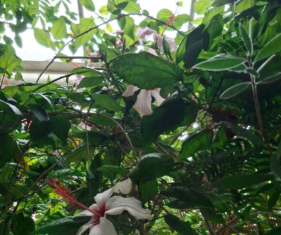 Jephsons Glasshouse-皇家利明顿温泉必去景点