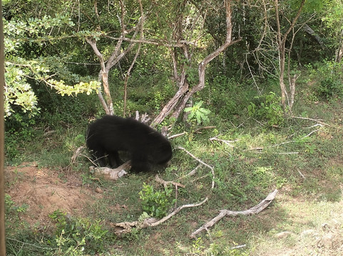 Black Leopard Safari Yala-蒂瑟默哈拉默必去景点
