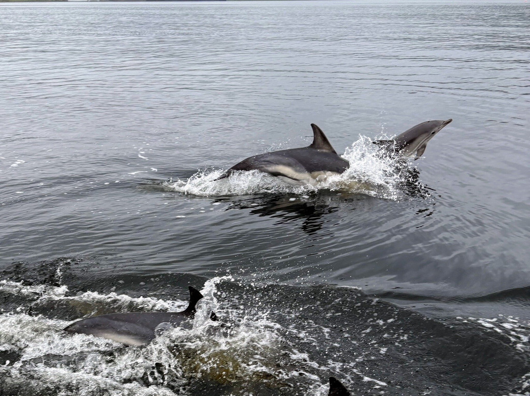 SkyeXplorer Boat Trips-Uig必去景点
