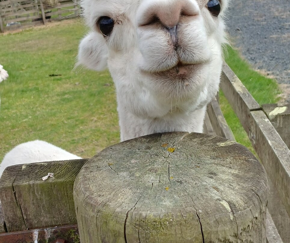 Beirhope Alpacas-Hownam必去景点
