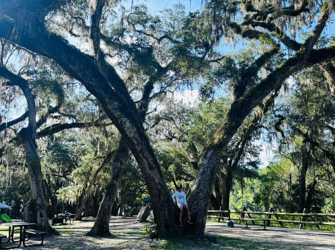 Salt Springs Recreation Area-Salt Springs必去景点