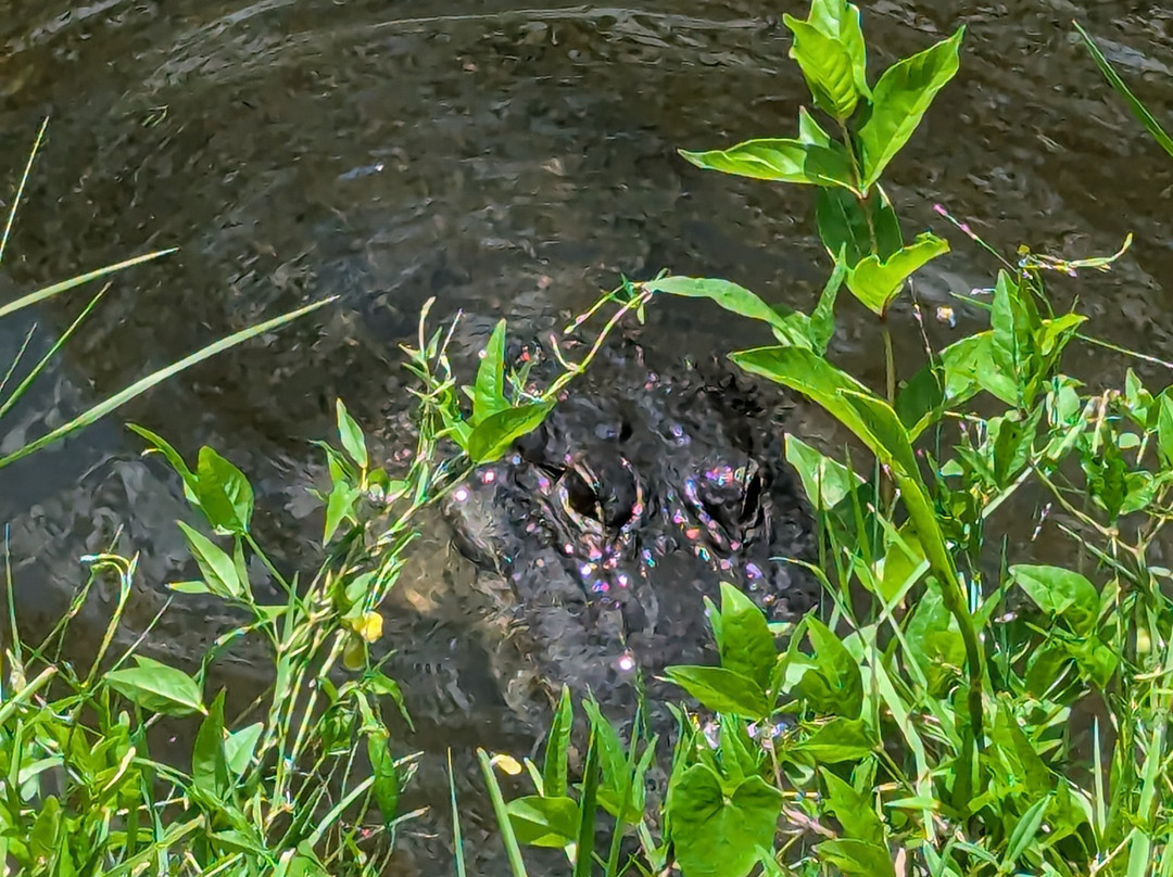 Flamingo Visitor Center-大沼泽国家公园必去景点