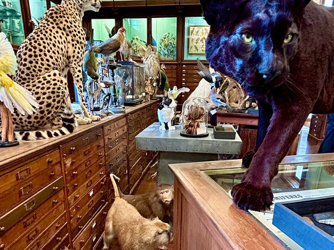 天牛-巴黎必去景点