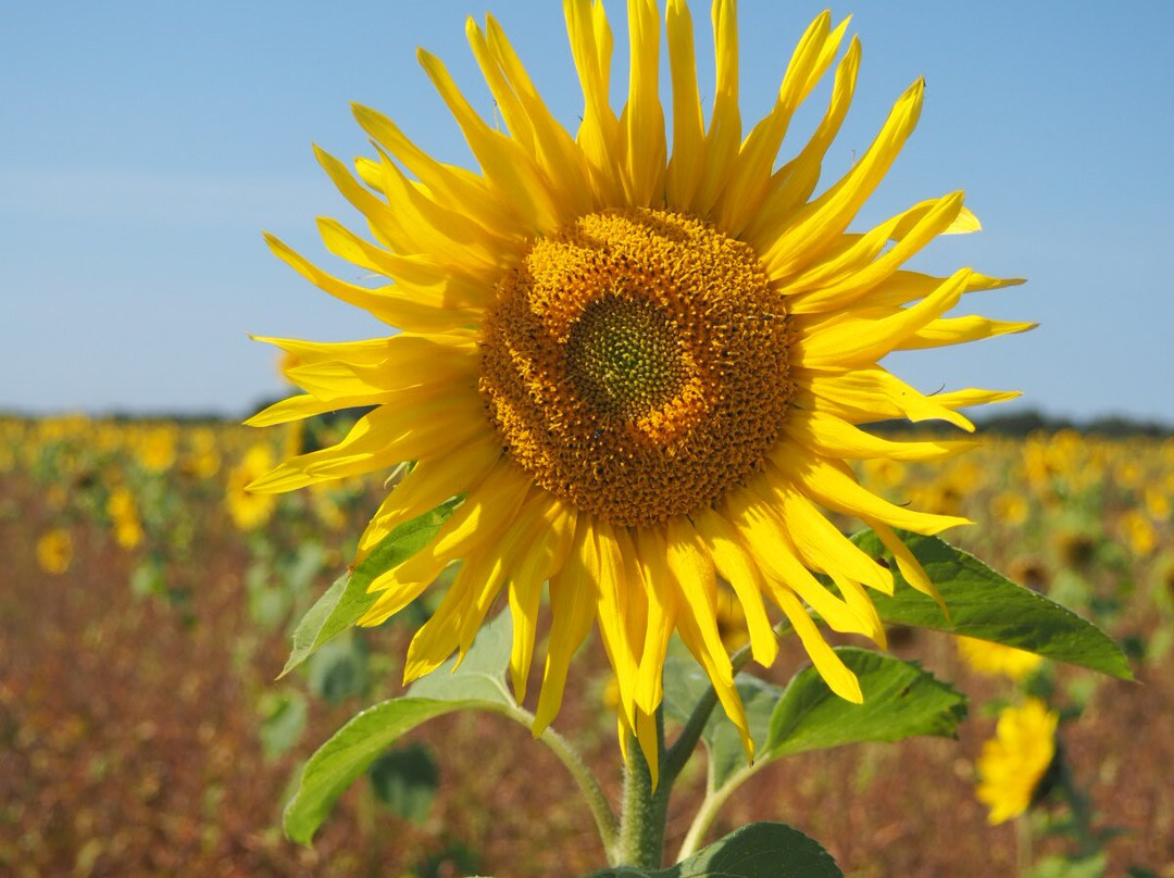 Inglenook Farm-圣海伦斯必去景点