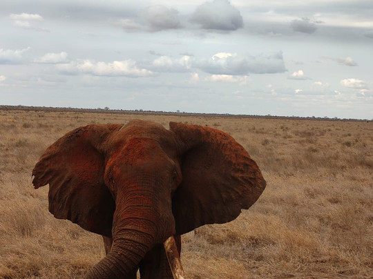 Dreaming Kenya con Bancomat-瓦塔木必去景点