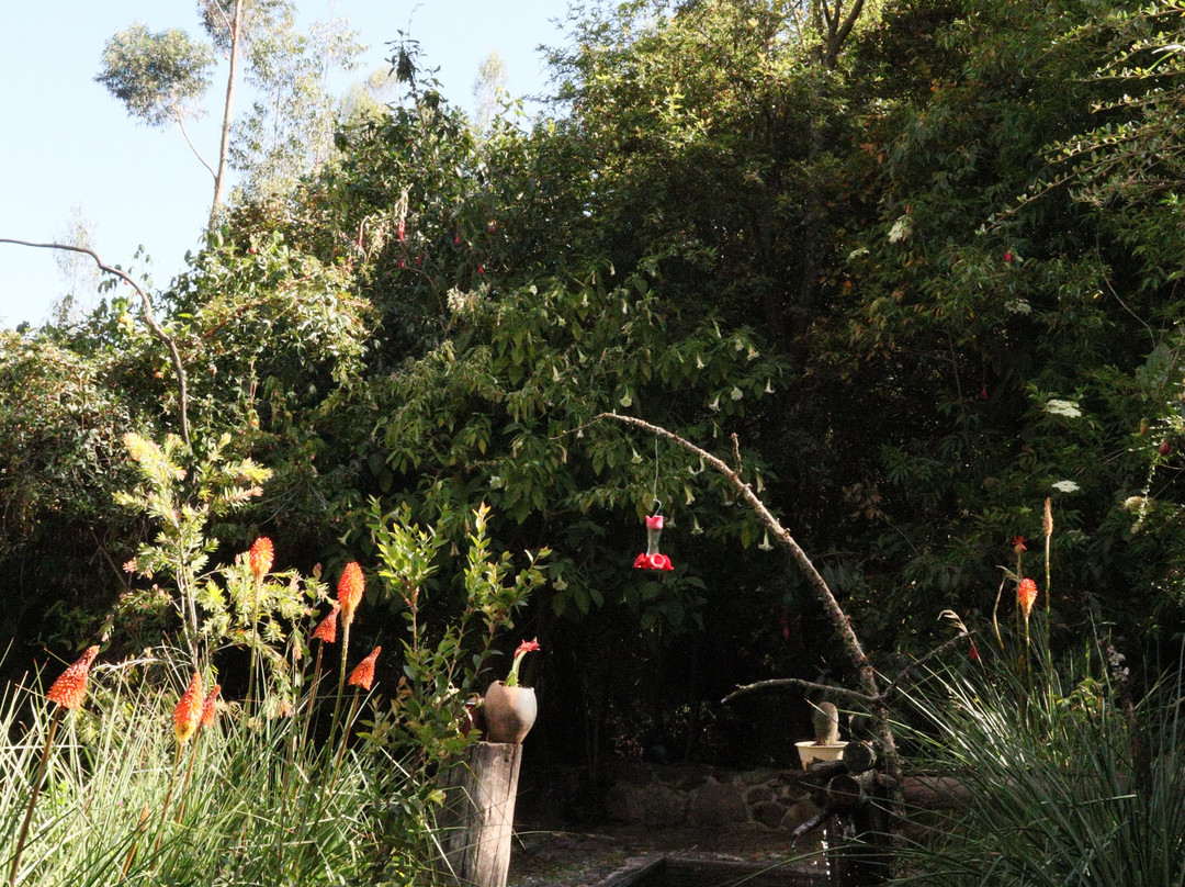 Santuario de colibríes - Ensifera Ensifera-乌鲁班巴必去景点