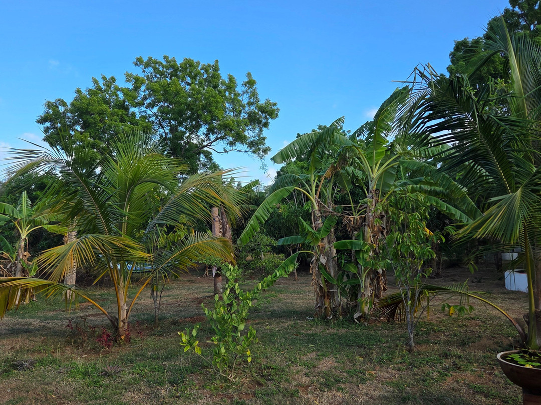 Ceylon Resort Wilpattu主图