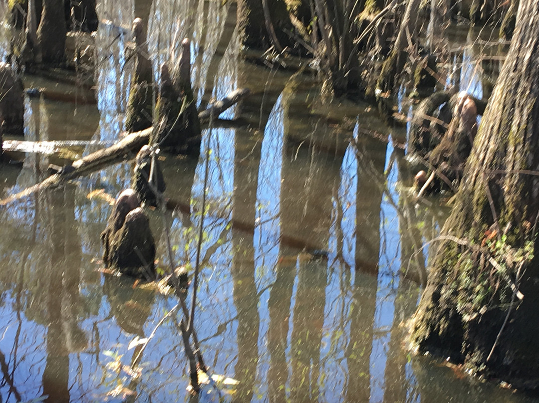 The Swamp Park-Ocean Isle Beach必去景点