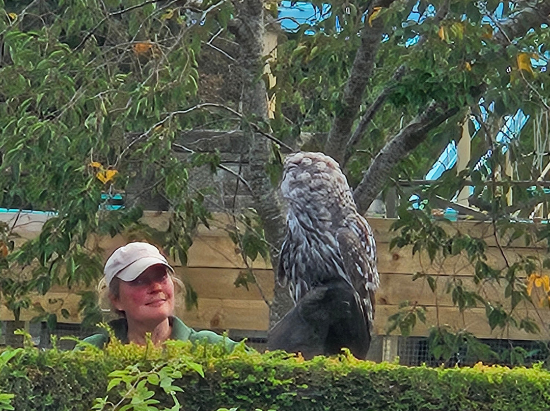 Andy Howeys Birds of Prey Centre-特威德河畔贝里克必去景点