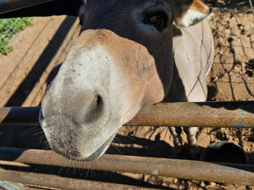 Outback Lodge and Stables主图