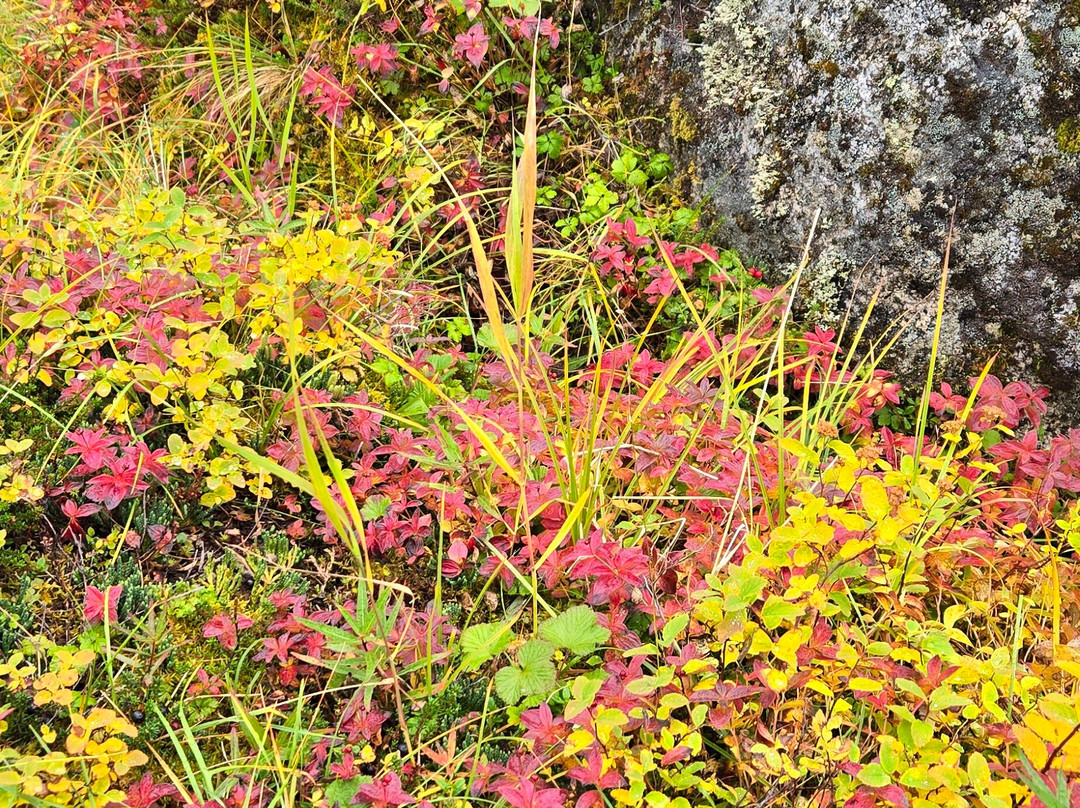 Snowhook Adventure Guides of Alaska-Willow必去景点
