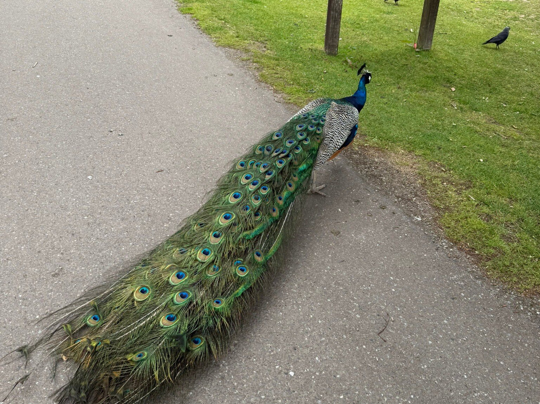Fota Wildlife Park-Carrigtwohill必去景点