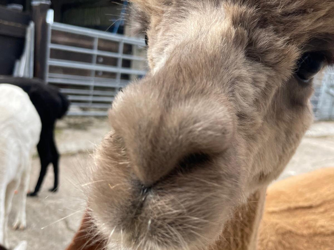 Botany Bay Farm-恩菲尔德必去景点