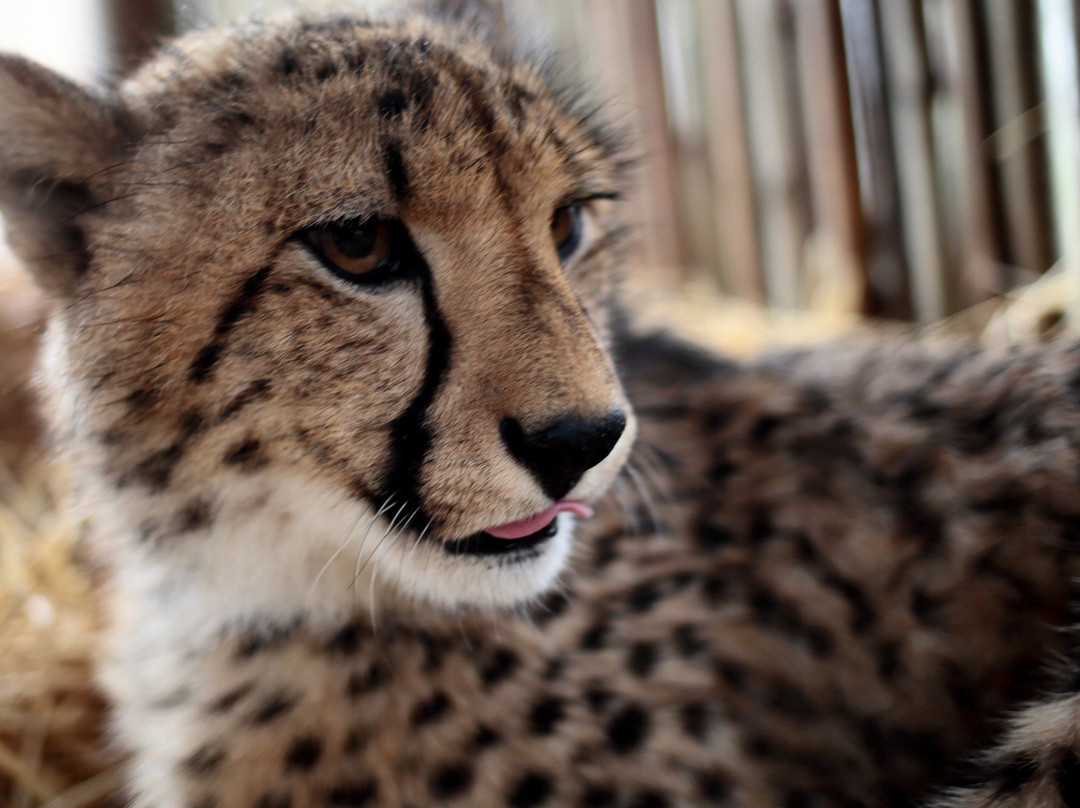 Cheetah Outreach - Somerset West-西索美塞必去景点