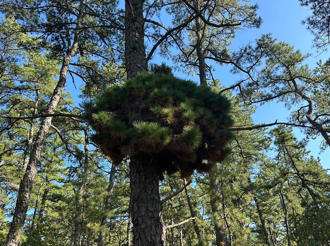 Atsion Lake-Shamong必去景点