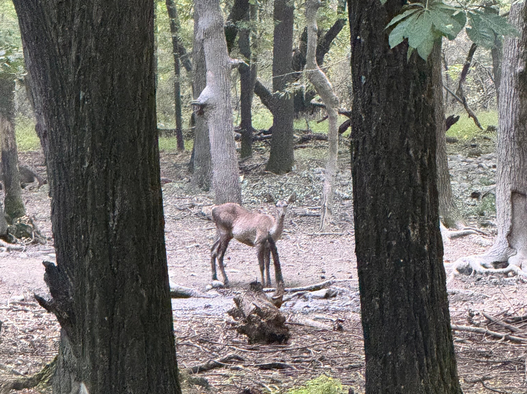 Dachigam Wildlife Sanctuary-斯利那加必去景点