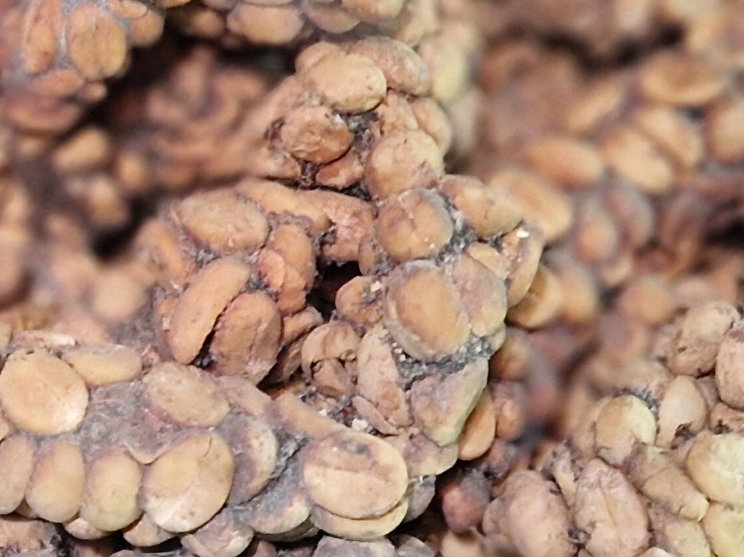 Cantik Agriculture-吉安雅必去景点