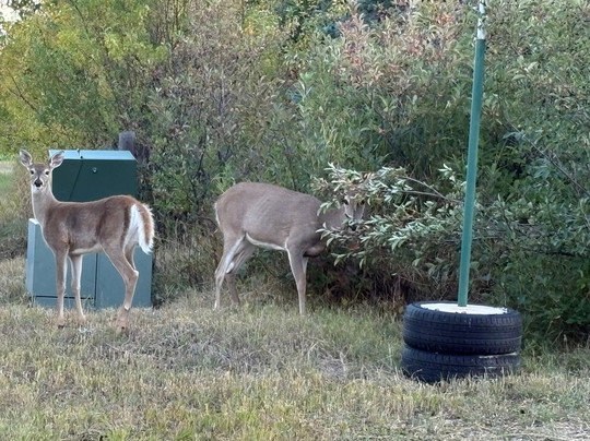 Inn on the Beartooth主图