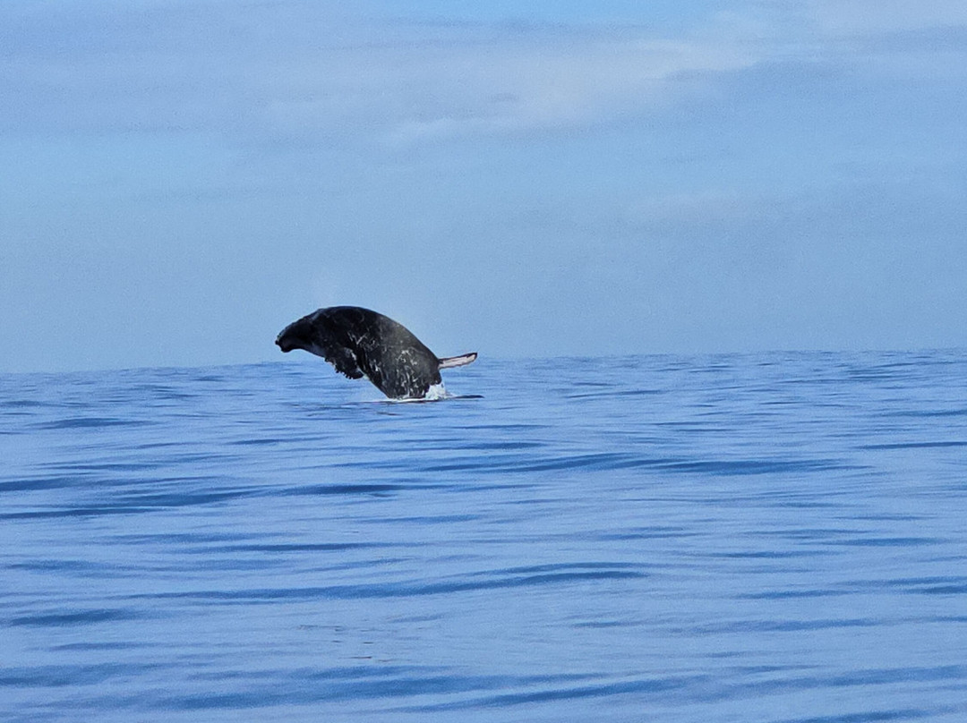 Dive and Sea Tahiti - Base nautique de Puna'auia-普纳奥亚必去景点