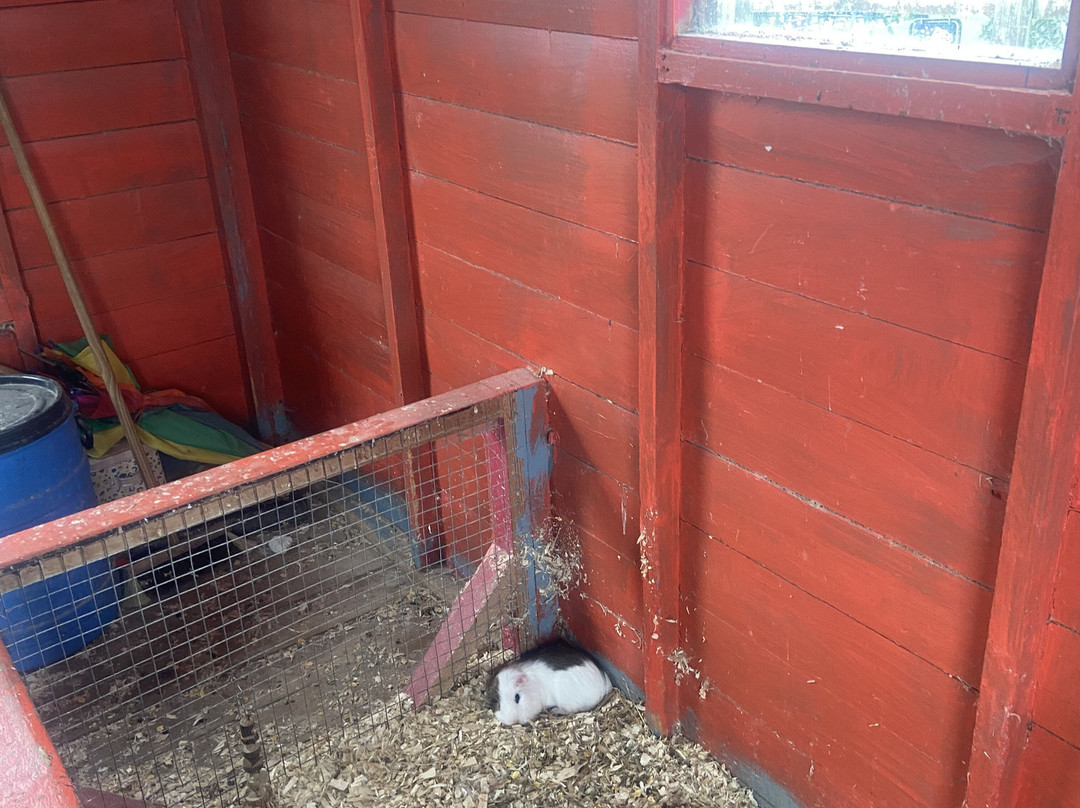 Mollie Moo's Pet Farm-Mullingar必去景点