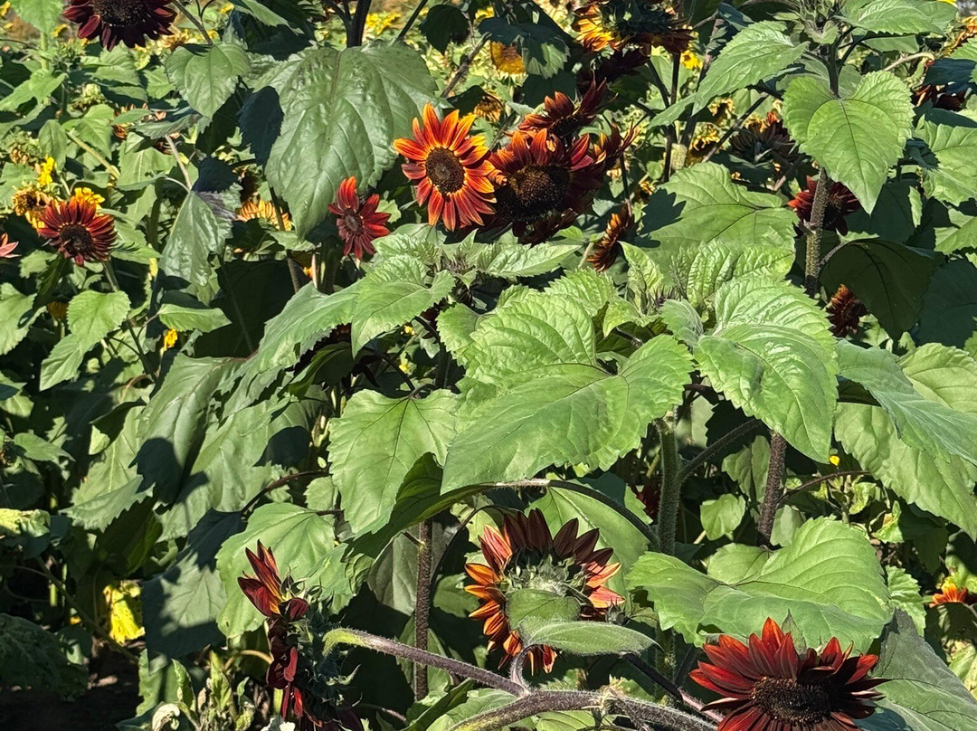 The Farm-Woodbury必去景点