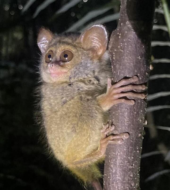 Tangkoko National Reserve-比通必去景点