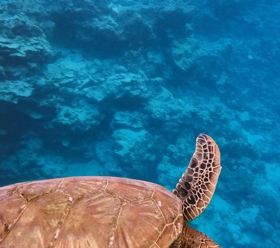 Sea Pace Rarotonga-堤堤卡维加必去景点