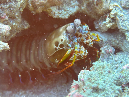 Alpha Dive Team - Bali Chapter-登巴萨必去景点