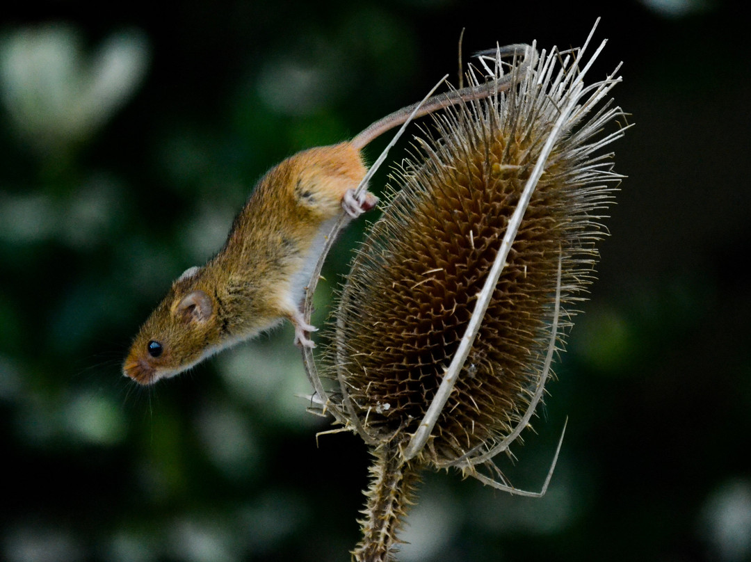 British Wildlife Centre-Lingfield必去景点