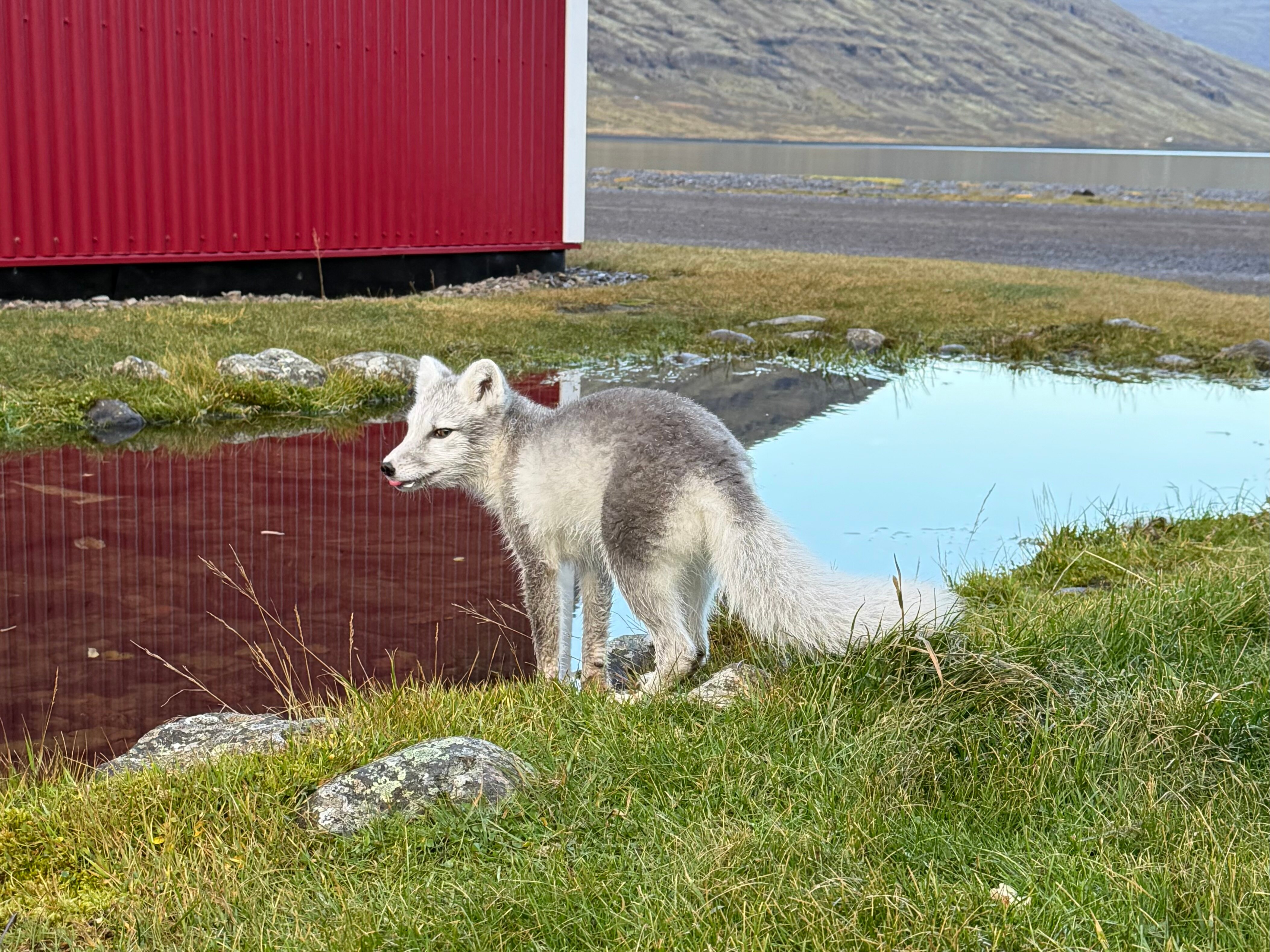 Mjóeyri Cottages-官方