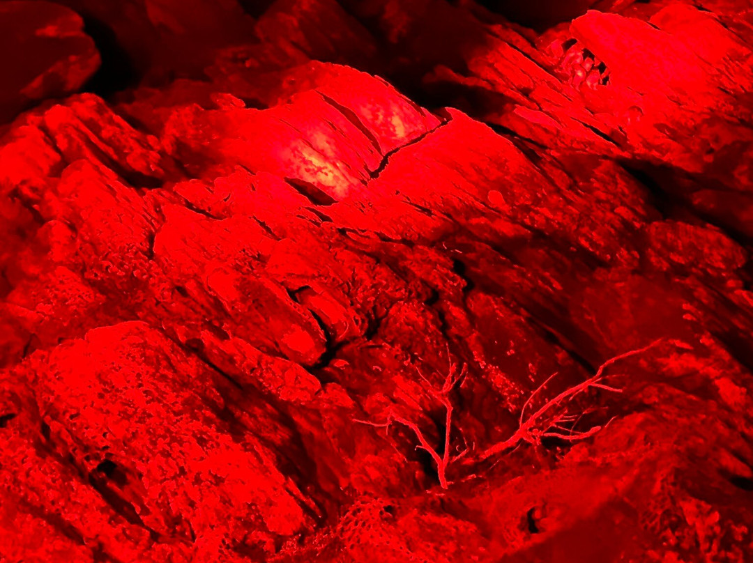 Penneshaw Penguin Centre-Penneshaw必去景点