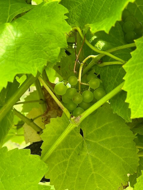 Sedlescombe Organic Vineyard-Sedlescombe必去景点