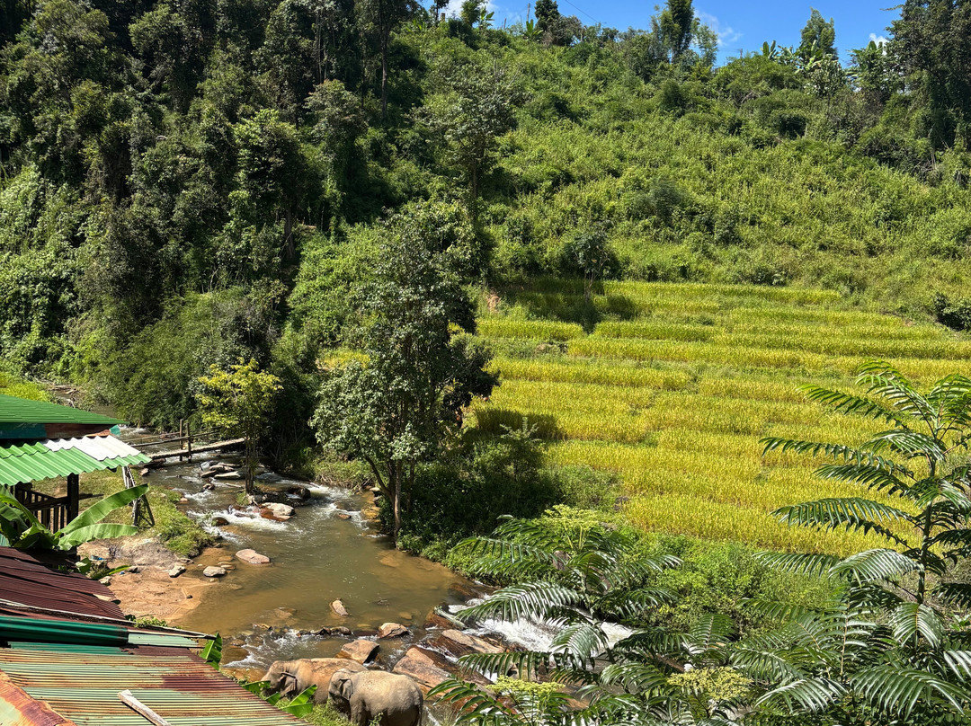 Elephant Village Sanctuary-清迈必去景点