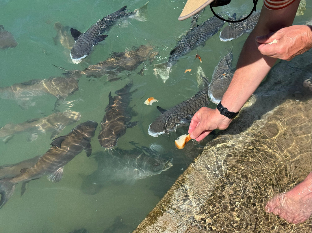 Aquascene Fish Feeding-达尔文市必去景点