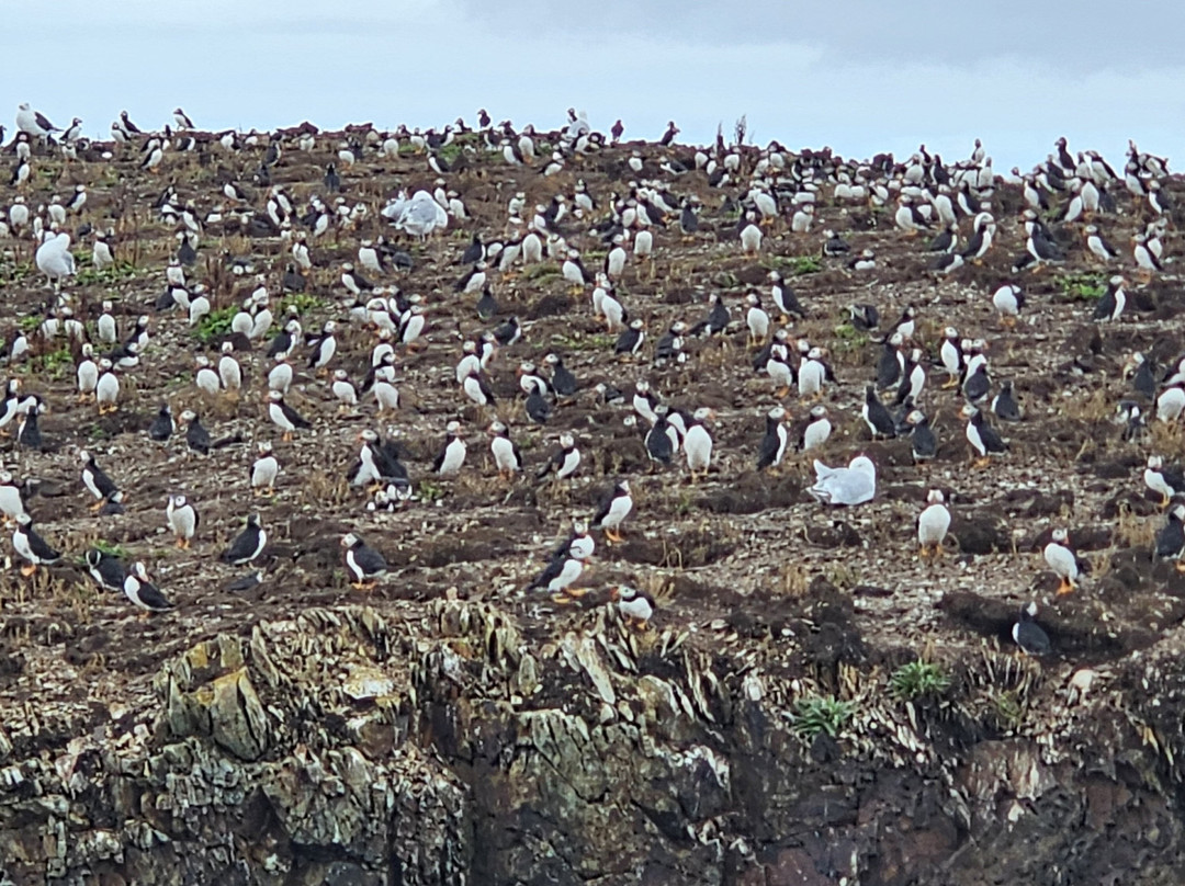The Elliston Puffin Site-Elliston必去景点