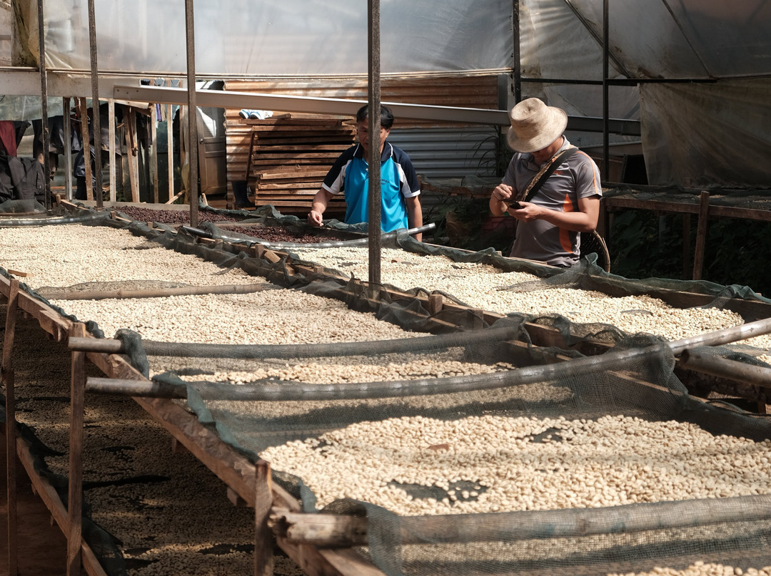 Son Pacamara Coffee Farm Experience-大勒必去景点