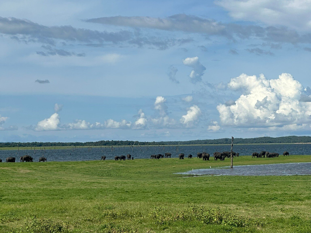 Minneriya jeep safaris tour-哈巴拉娜必去景点