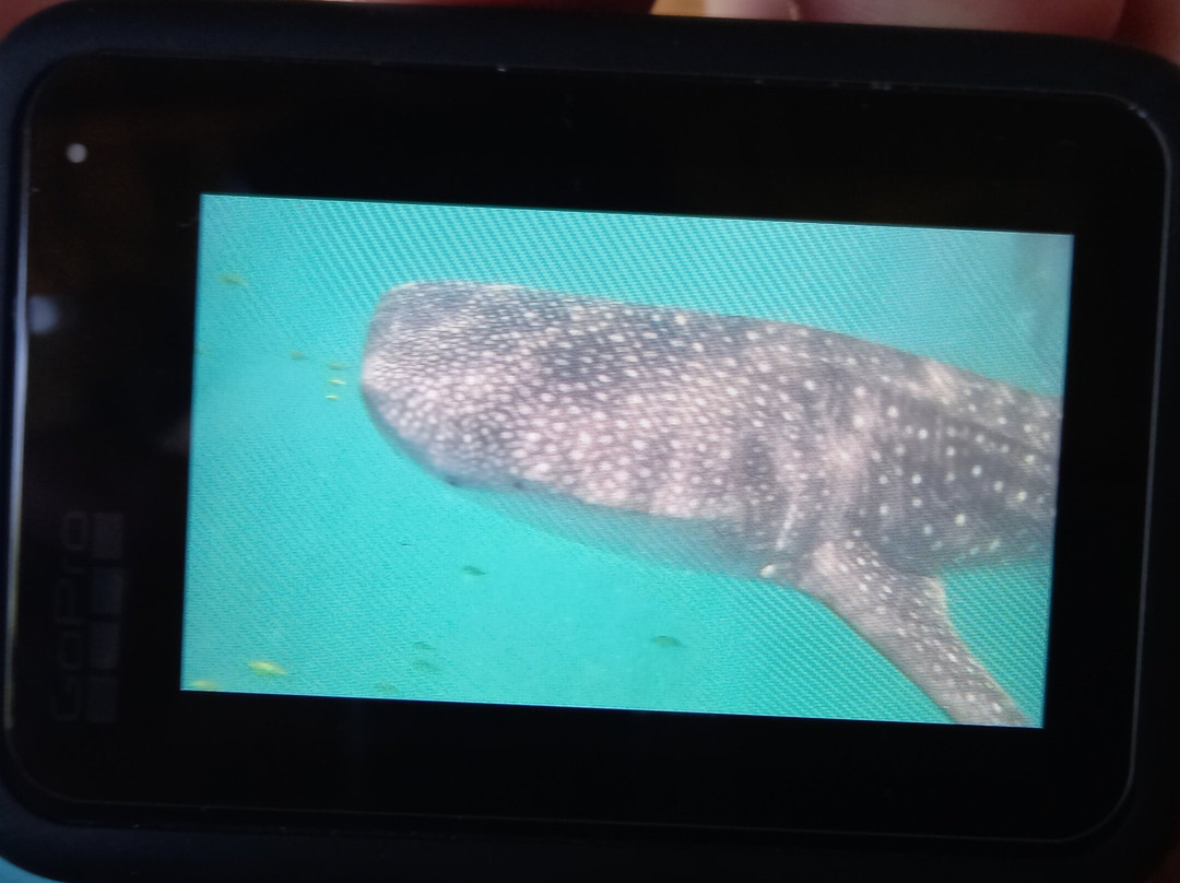 Kitu Kiblu: Responsible Marine Encounters-马菲亚岛必去景点