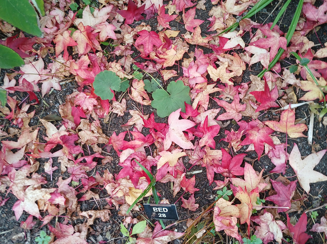 Branklyn Garden-珀斯必去景点
